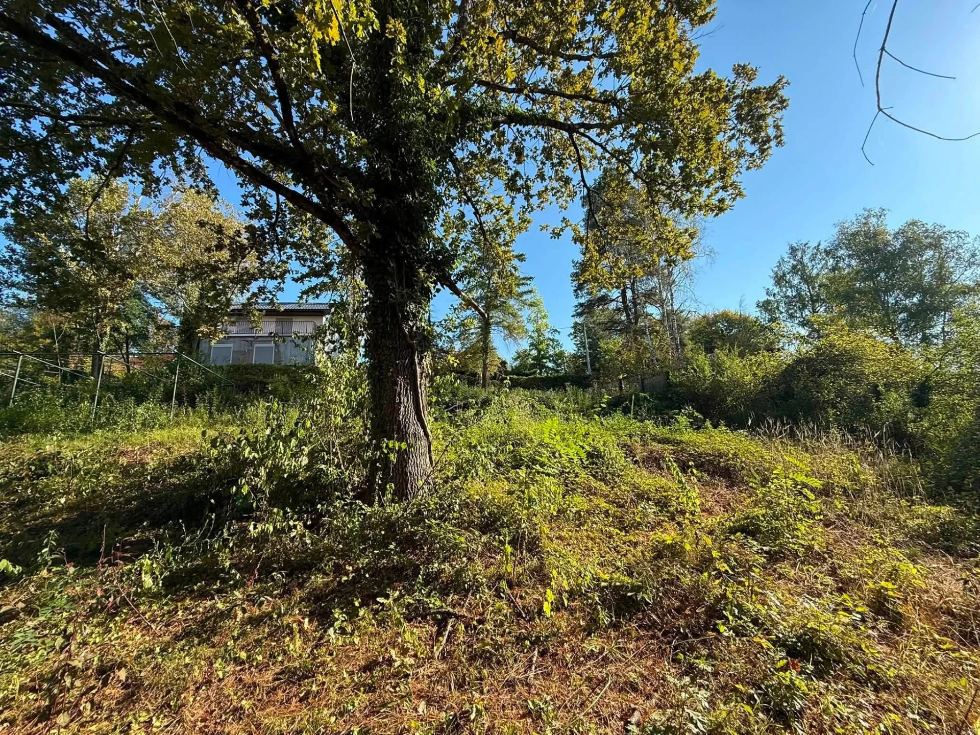 Teren prije čišćenja, gusti raslinje i vegetacija